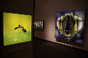 Wasp_exhibition__DSC3478